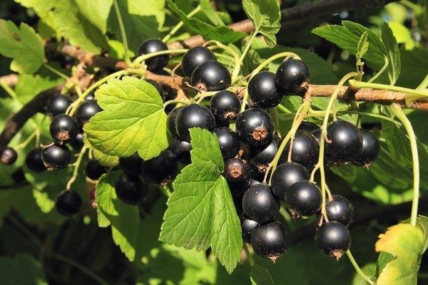 Смородина Краса Львова 150001 фото