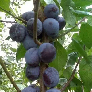 Слива Блю Фрі 500004 фото