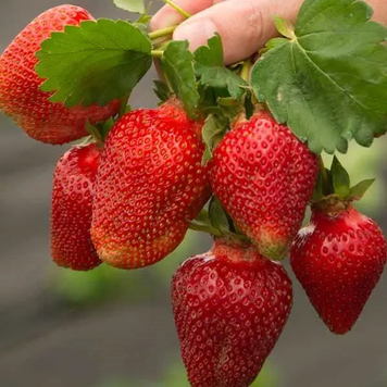 Полуниця Азія 230004 фото