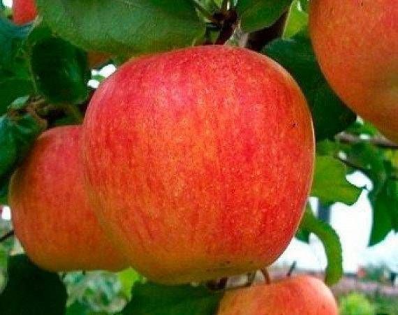 Яблуня Пінова 000017 фото